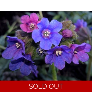 Pulmonaria longifolia 'Cevennensis'